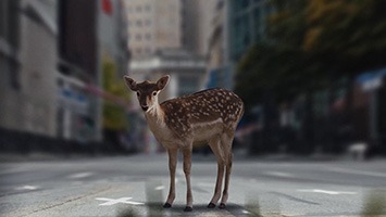 animationsfilm-frankfurt_deer