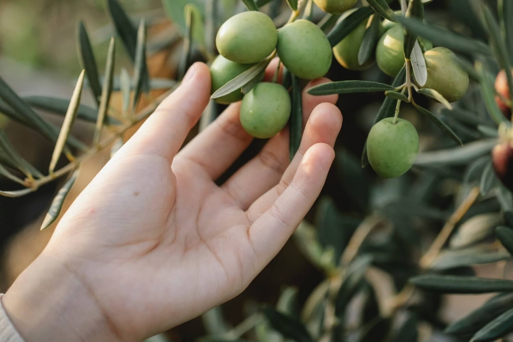 Eine Hand greift nach Oliven.